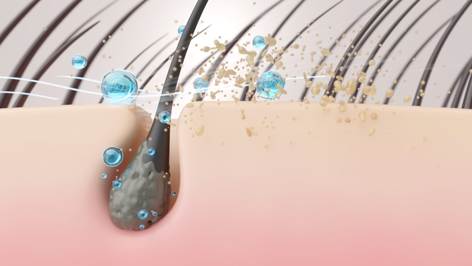 Na obrazku widać cebulke włosa w powiekszeniu